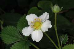 Fragaria daltoniana